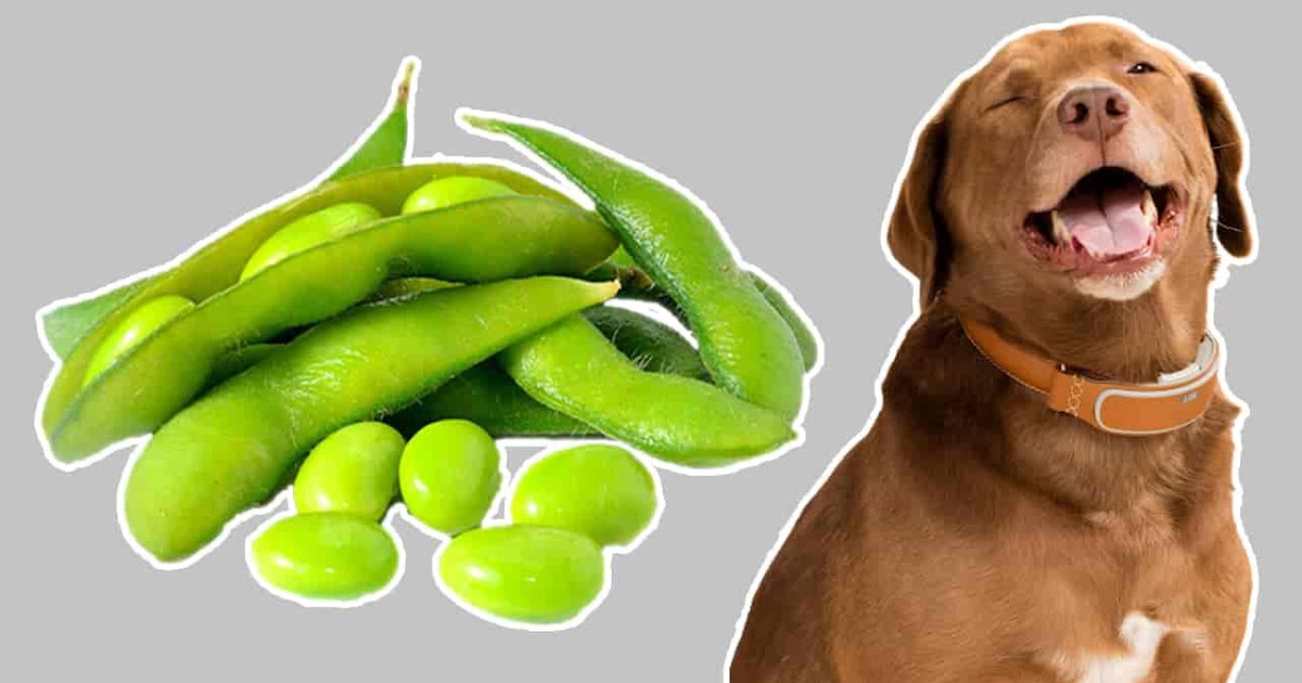 Can Dogs Eat Edamame And What Are The Side Effects Quora