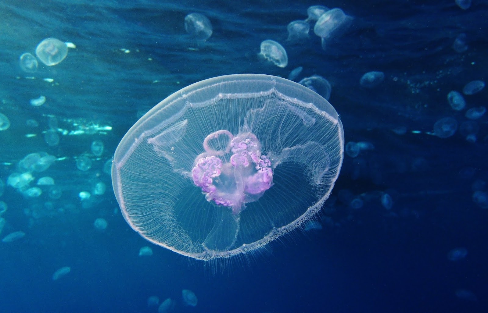 Moon Jellyfish facts, habitat, size and sting of Saucer jellyfish
