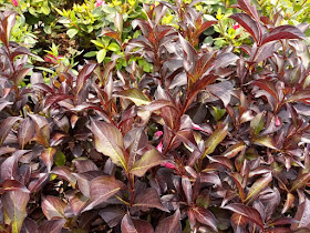 Future Plants By Randy Stewart Weigela