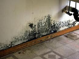 Mold Remediation Good Mold Remediation Companies Won T Start To Take Away Until They Know It S There So Be Sure Hire Somebody Who Can Prove You That Is