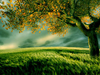 صورة شجرة وسط ارض خضراء جميلة HD جدا