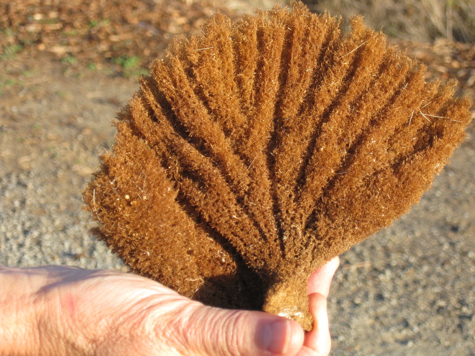 Robin's Double Life Sponges are living animals
