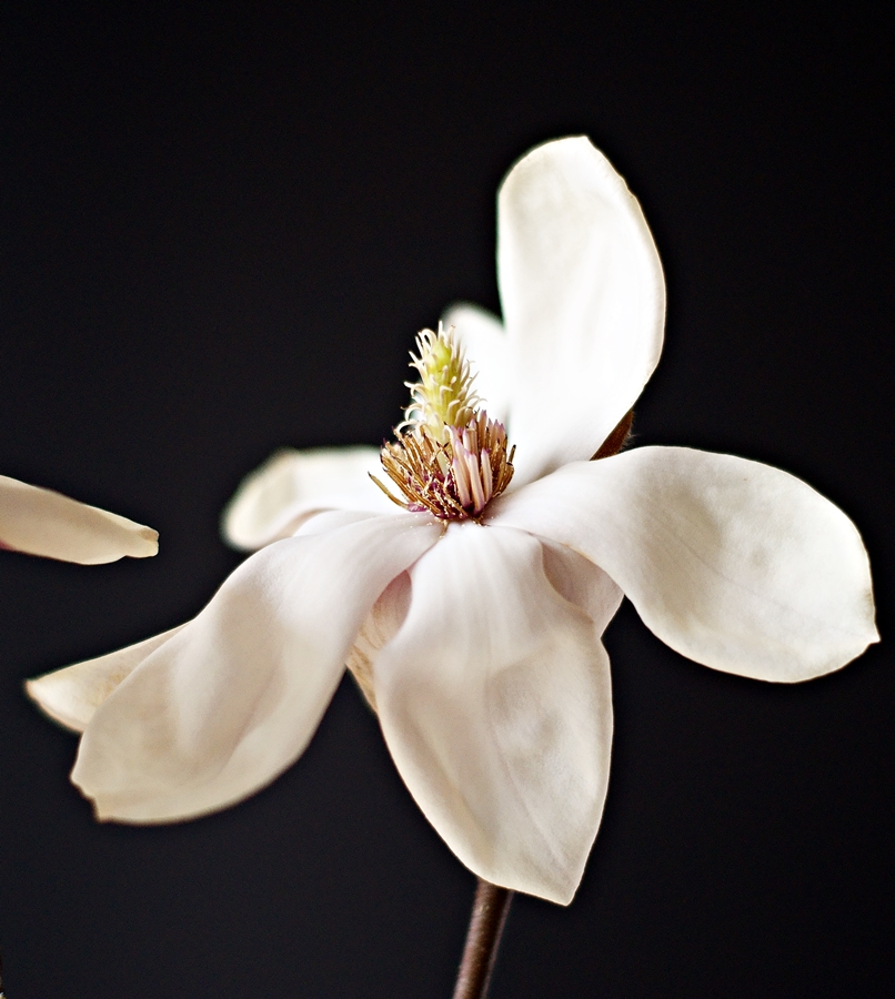 aufgeblühte weiße Magnolie als Makroaufnahme