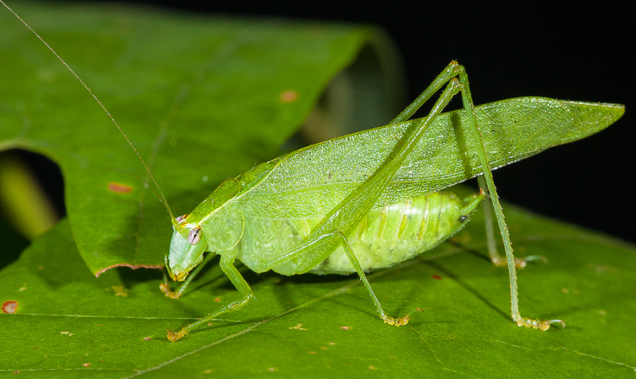 Why are they called Katydids? What does a katydid bug eat?
