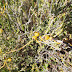 Plantes - Laurales Magnoliales Malpighiales