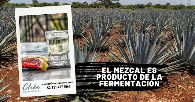 mezcal