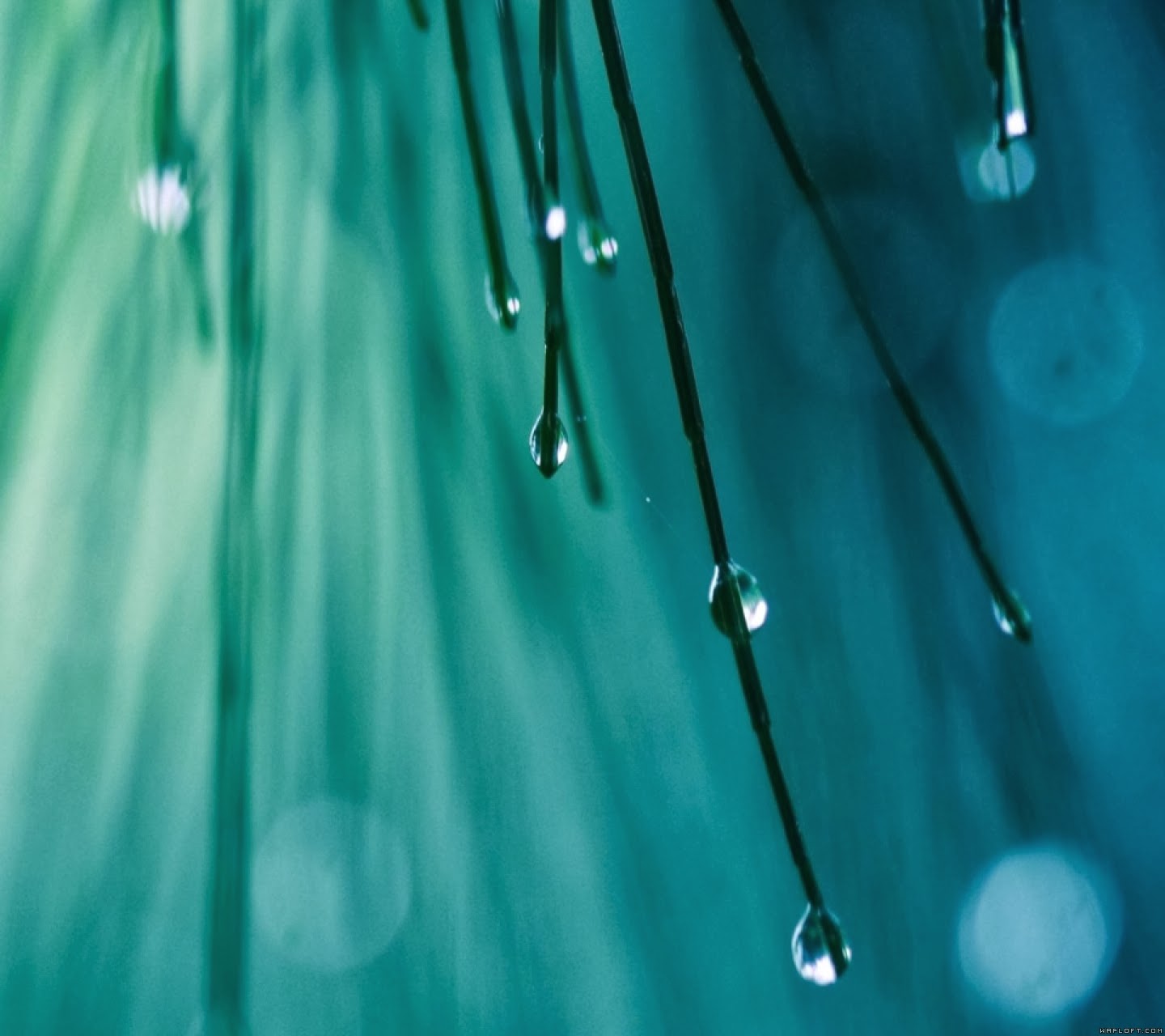 Full HD Wallpapers for Mobiles ~ Apk Android