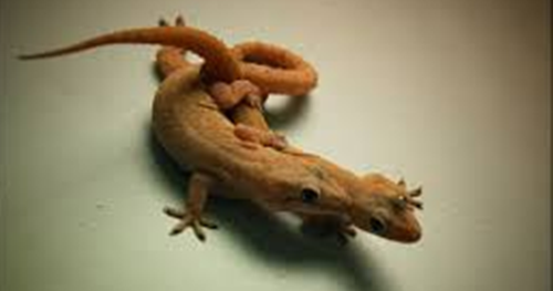 Tafsir Mimpi Cicak Munurut Jawa Pandangan Islam Dan Angka Main Dalam Togel