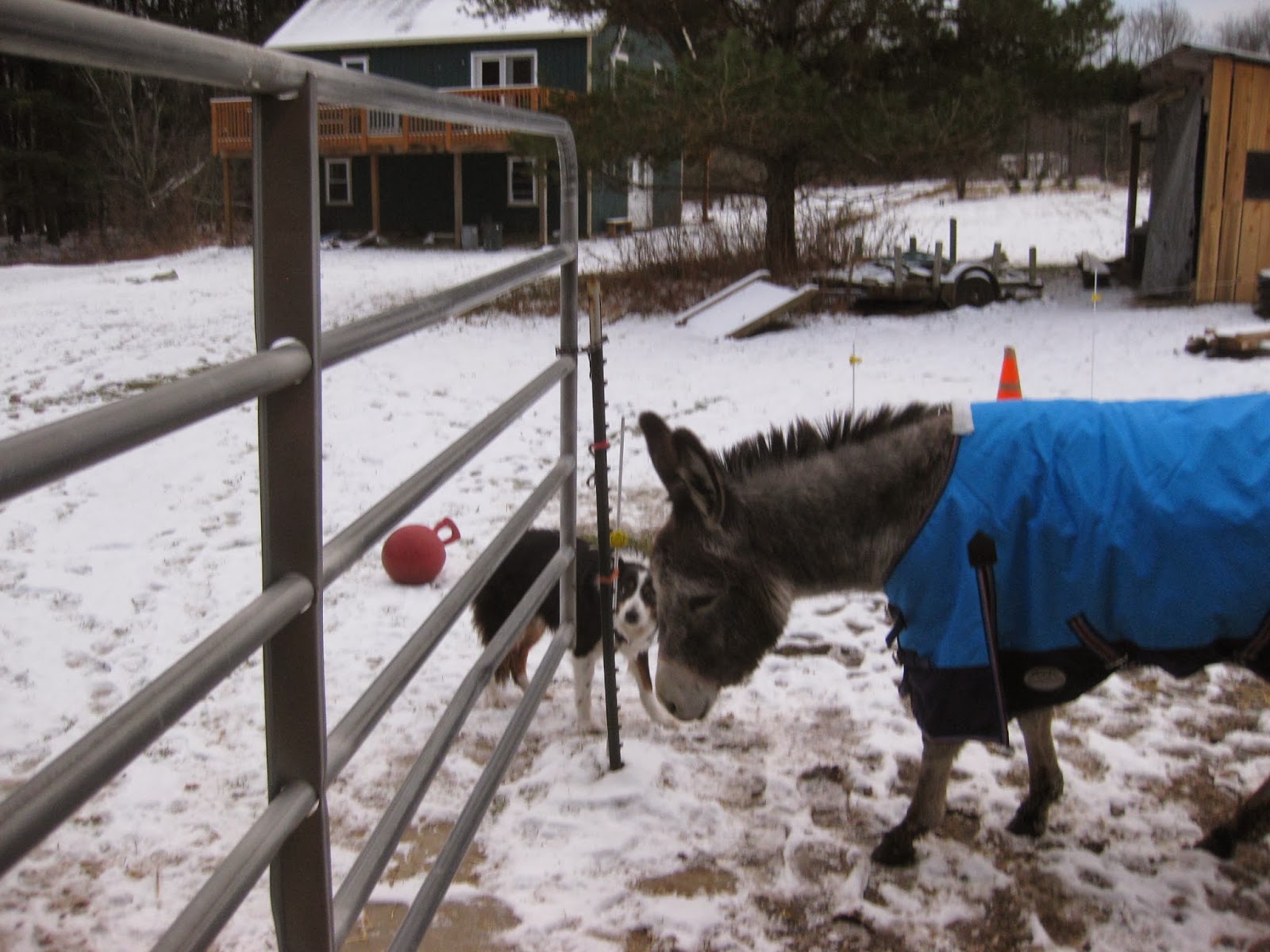The Dancing Donkey The Blanket Test