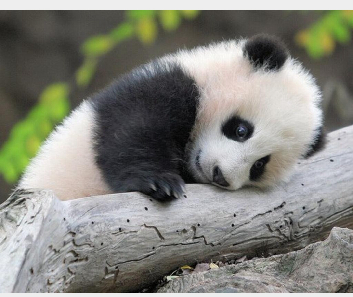 Милые животные виды. Животные Панда. Бейби Панда. Милые панды. Маленькая Панда.