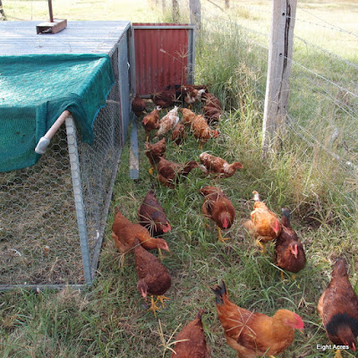 eight acres: why to chickens stop laying in winter?