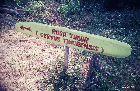 Menuju ke lokasi Rusa Timor