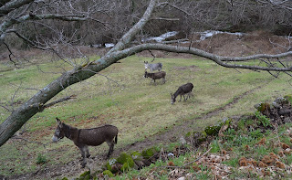 Tornavacas burros pastando en el prado