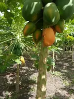 jarak tanam pepaya, pepaya bangkok, manfaat pepaya, pohon pepaya, jual benih pepaya, toko pertanian, toko online, lmga agro