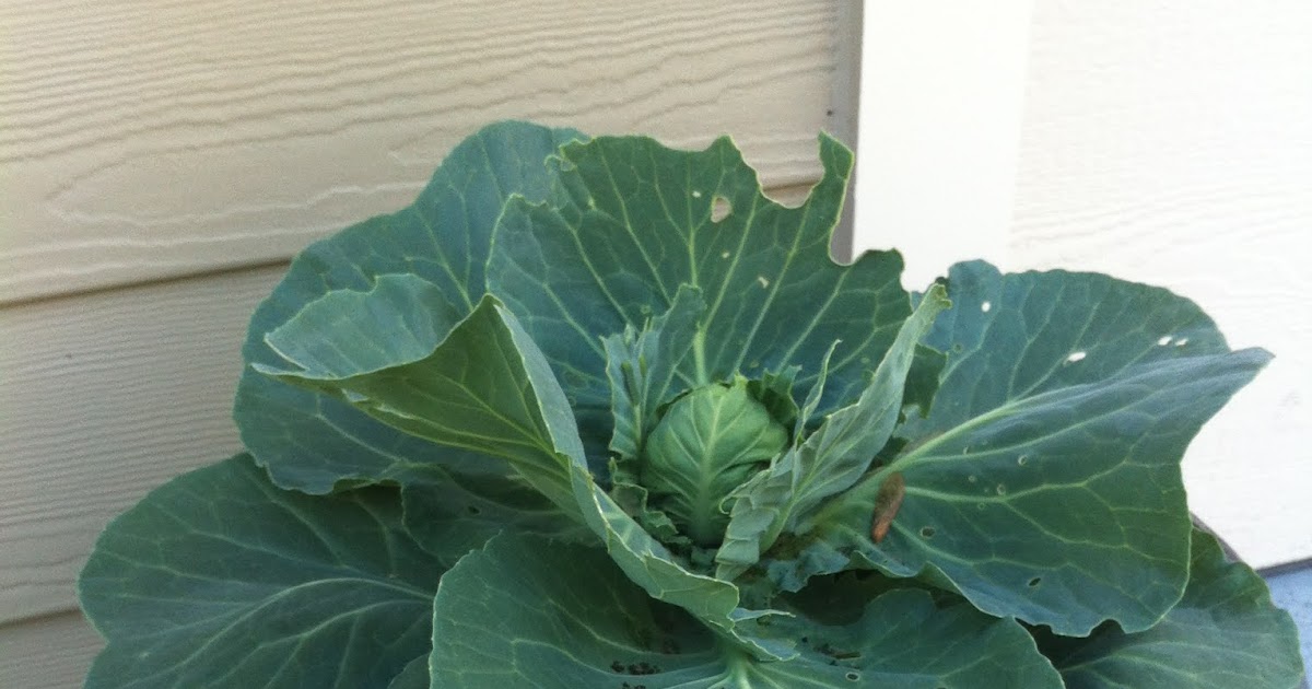 Victory Garden on the Golf Course Time to start cabbage seeds