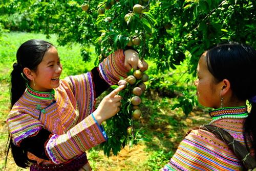 Mận bắc hà sapa