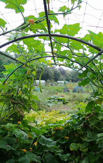 Squash tunnel