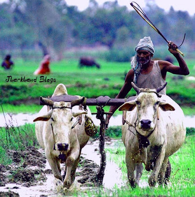 dhan buni , hal chalata kishan , jharkhand blogs , jharkhandblogs.in dhan buni , hal chalata kishan , jharkhand blogs , jharkhandblogs.in