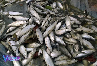 Contoh Hewan Pisces - Ikan Bandeng
