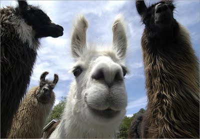 LlamaHeader.jpg