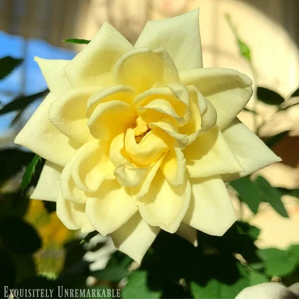 Yellow Mini Rose