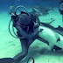Mergulhadora consegue tirar anzol de dentro da boca do tubarão