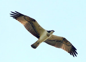 Doe Park Osprey