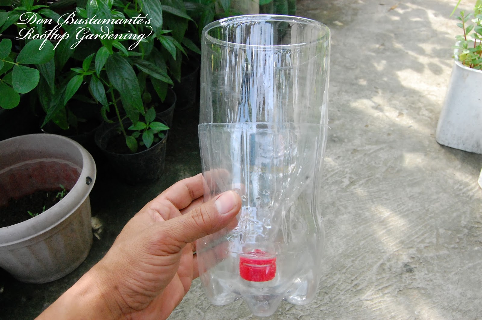 Don Bustamante's Rooftop Garden How To Make Self Watering Plastic Bottle