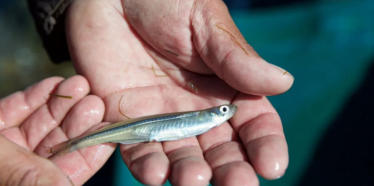 Progressive Charlestown Endangering fish babies