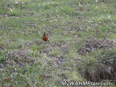 Robin,birds