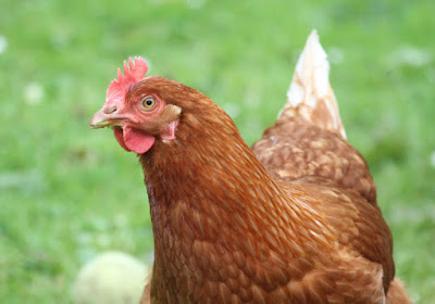 Why we love and exploit animals: Interview with Kristof Dhont & Gordon Hodson; photo of a chicken