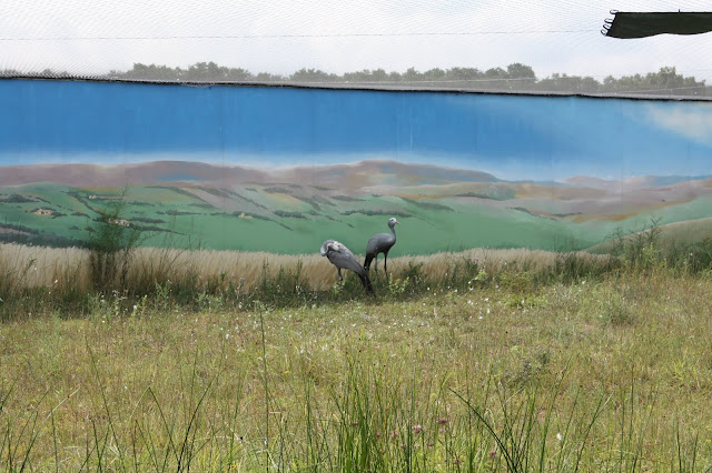 Pair of Blue Cranes at the International Crane Foundation in Baraboo, Wisconsin