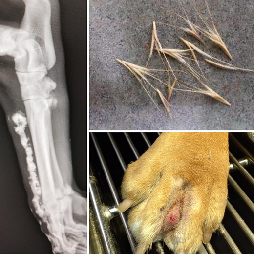 Symptoms to Watch for in Your Dog Excessive Sneezing