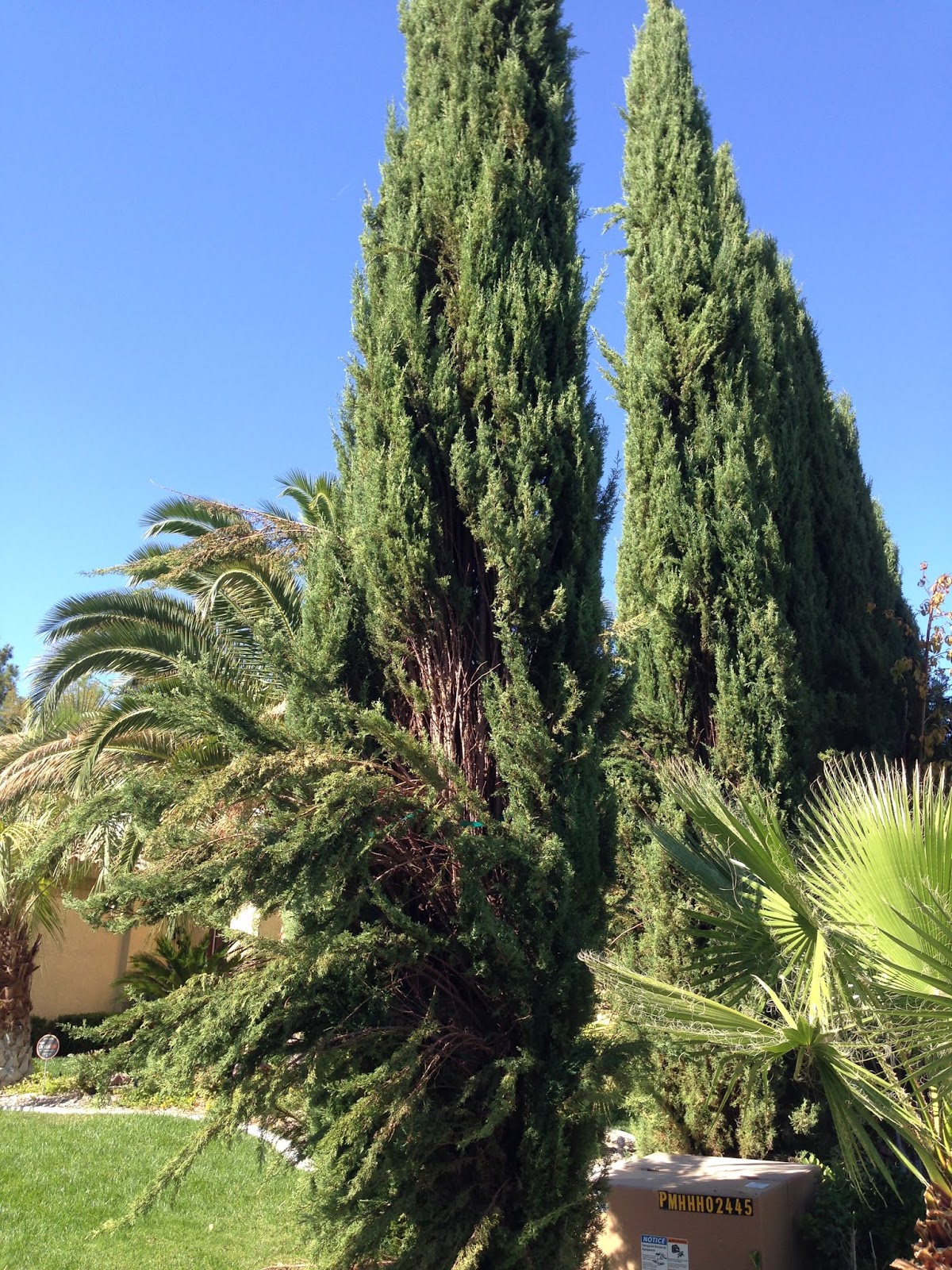 Xtremehorticulture of the Desert Italian Cypress Brown and What To Do About Them
