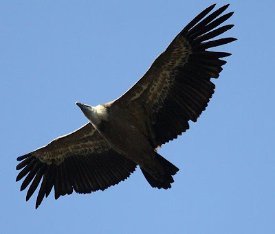 Griffon vulture