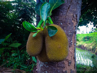 Fresh Young Jackfruits Hanging On The Tree Trunk In Agricultural Area At The Village North Bali Indonesia