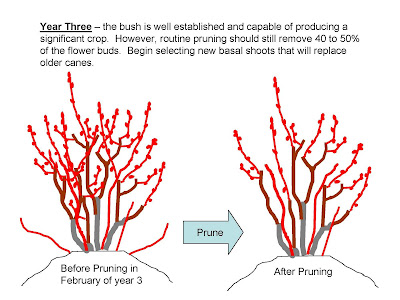 The NC Blueberry Journal: Pruning Young Blueberry Plants
