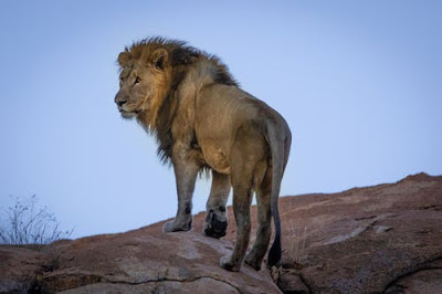 Lion Images Lion Images
