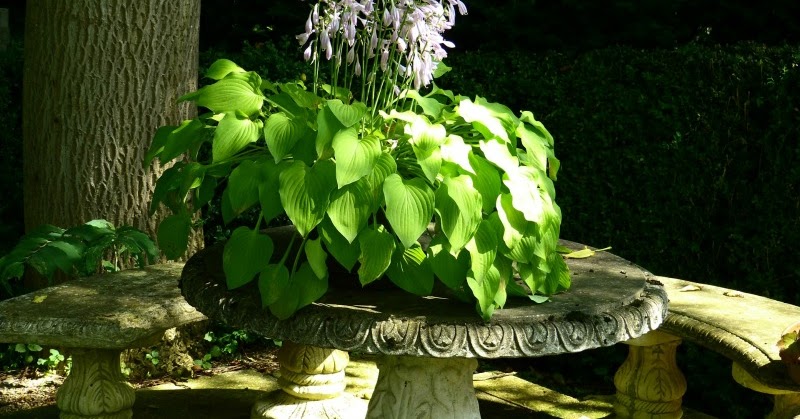10 plantas para jardines en sombra - Guia de jardin