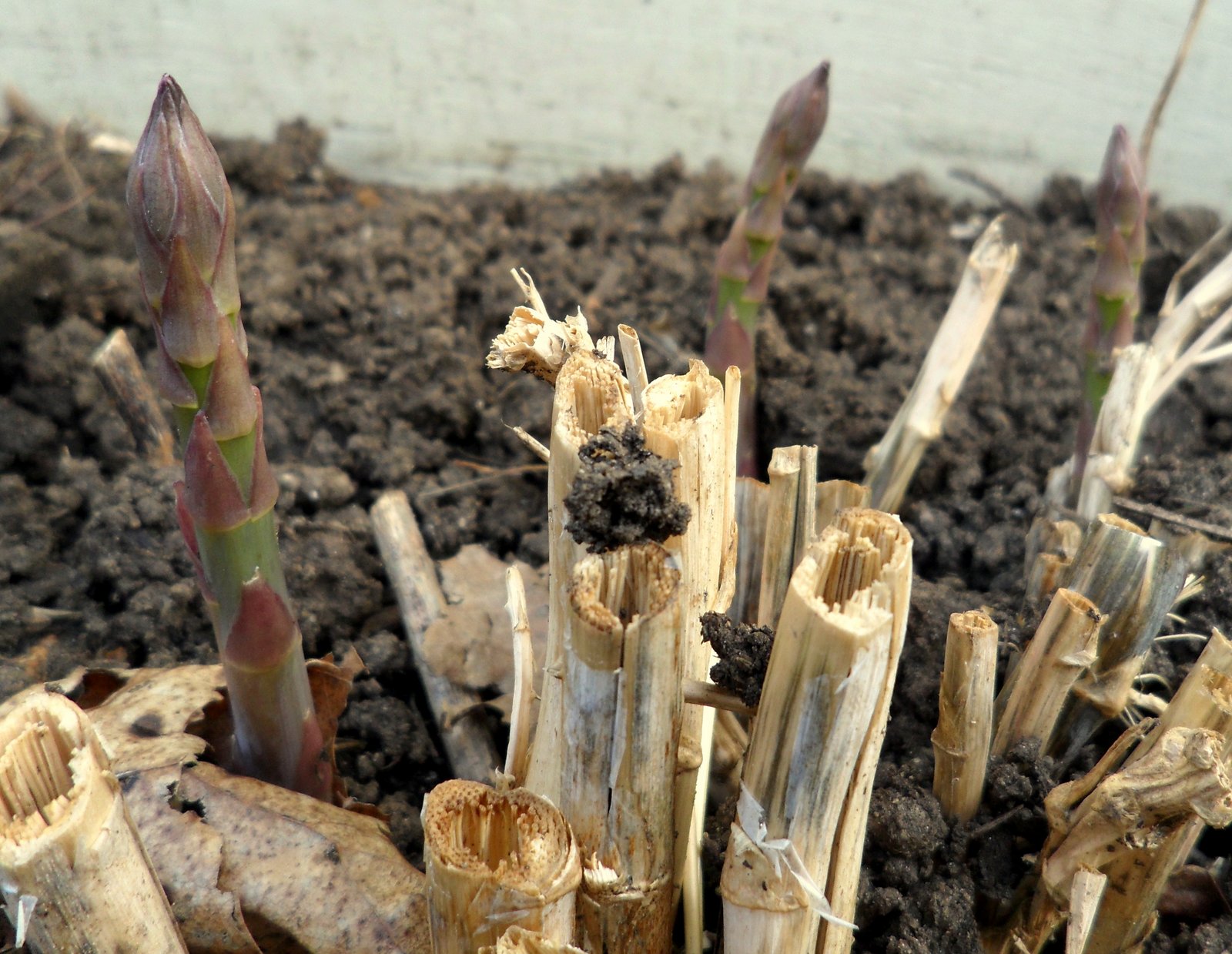 Asparagus Crowns Home Depot We had hoped to plant them late april but