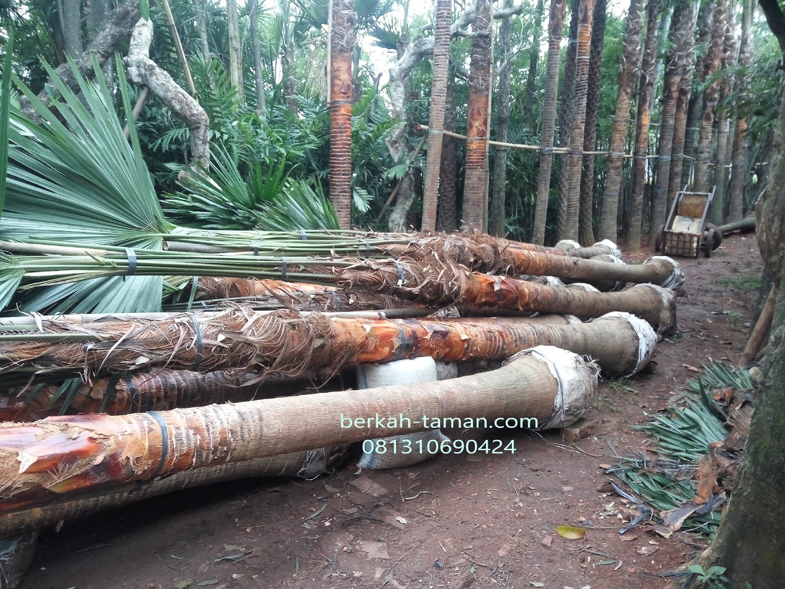 Jual Palem Sadeng | Harga Palem sadeng | Tukang Taman Jakarta - Tukang