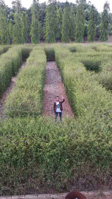 Wisata Unik Labirin Pelaihari Berita Banjarmasin Situs Wisata Unik Labirin Pelaihari Berita Banjarmasin Situs