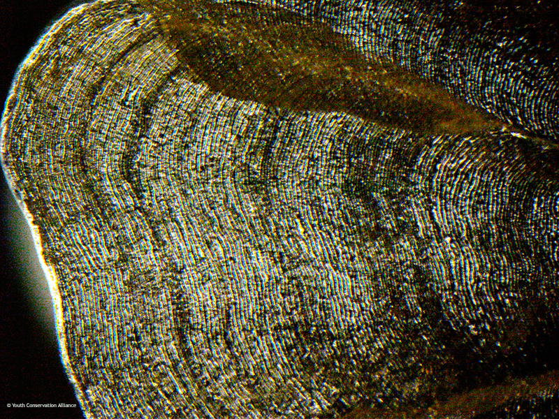 Microscope World Blog Muskie Fish under the Microscope