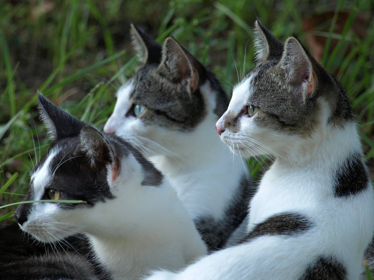 IMP LIFE LESSONS Cat Essay In Marathi Best Number imp-life-lessons-cat-essay-in-marathi-best-number