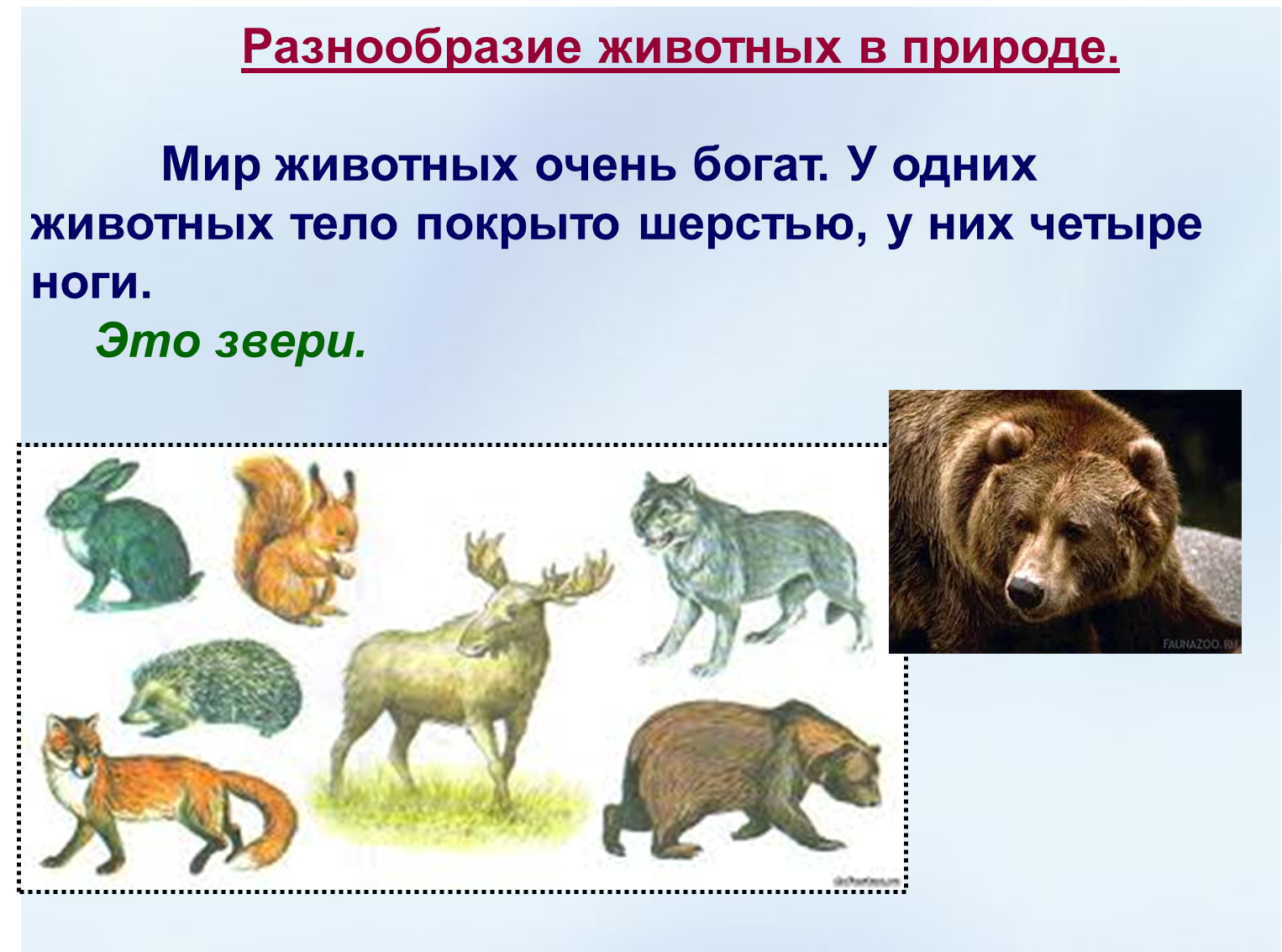 Мир животных 3 класс конспект. Разнообразие животных. Многообразие зверей. Многообразие животных задания. Окружающий мир многообразие животных.
