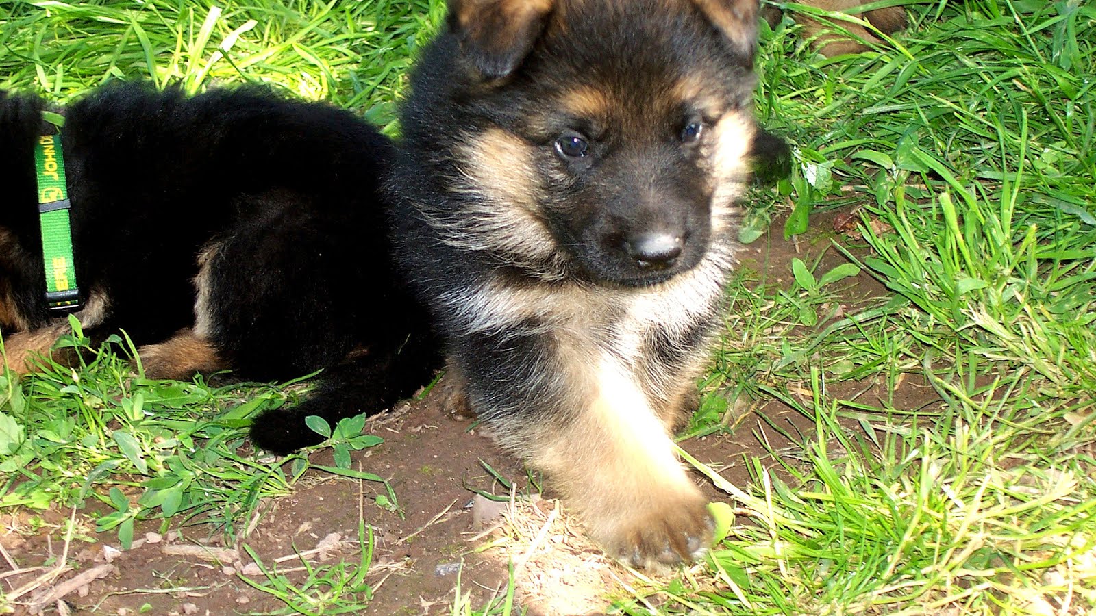 Brown German Shepherd Puppies - German Choices