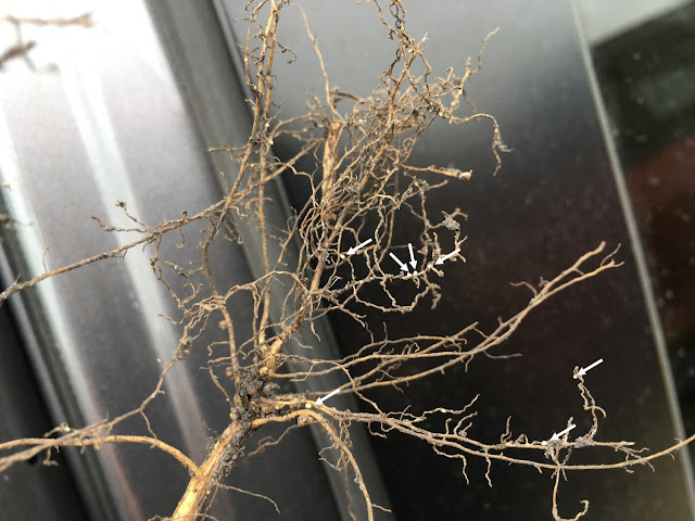 Soybean roots with small white arrows pointing to SCN cysts.