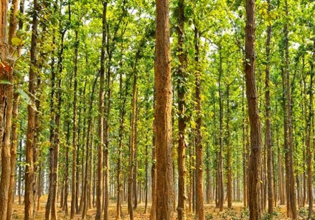 Ötszáz hektár dzsungelt teremtett egyedül az indiai férfi