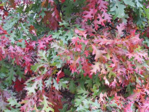 autumn colors