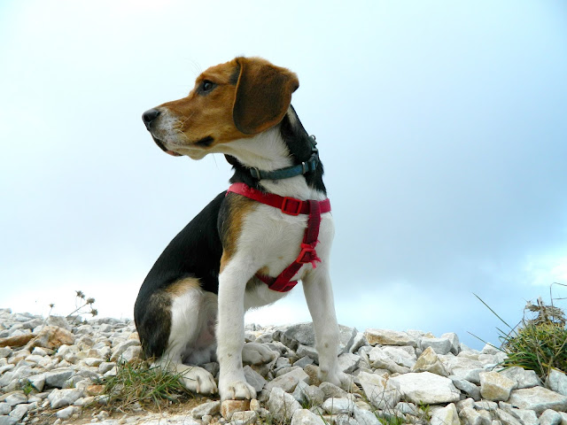 Beagle